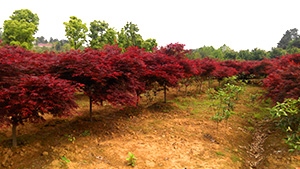 葫芦娃免费视频官网下载园红枫