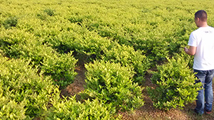 葫芦娃免费视频官网下载园金身女贞球