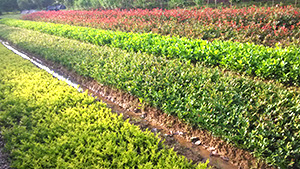 葫芦娃免费视频官网下载园各类小苗