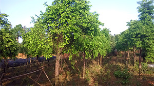 葫芦娃免费视频官网下载园红豆杉