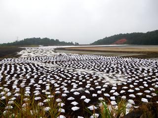 葫芦娃官方下载入口网站中