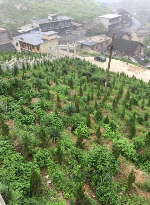 湖南省冷水江市锡矿山地区生态葫芦娃官方下载入口网站项目