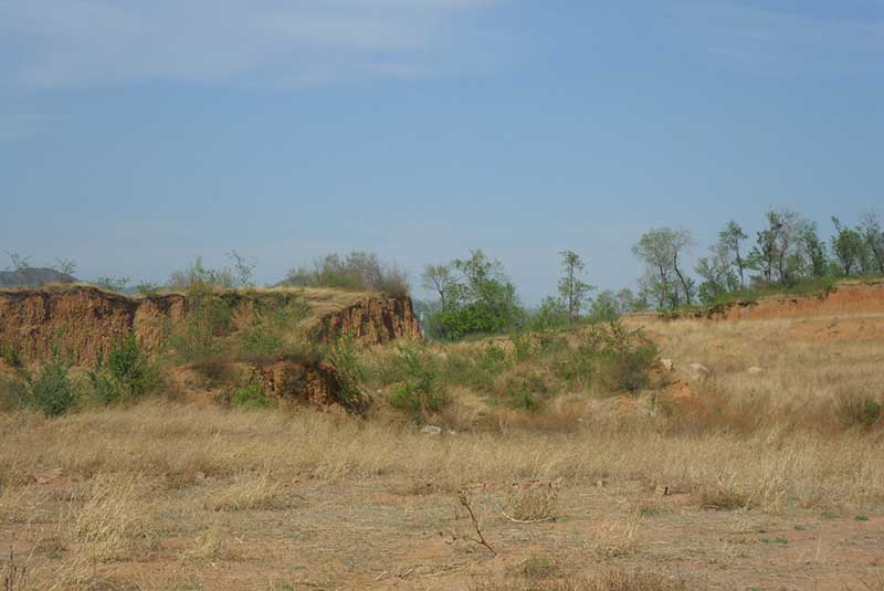 常宁万亩荒山废山生态葫芦娃官方下载入口网站产业化新模式——万亩油茶基地