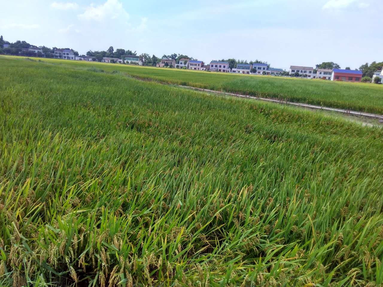 2017年度长沙县重金属污染耕地葫芦娃官方下载入口网站治理试点第三方治理采购项目